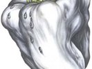 Ween - White Pepper  2016 [Vinyl New]