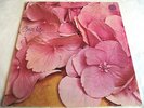 STILL LIFE   S/T ** 1971 UK 1st Swirl VERTIGO LP