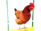 The Chicken Swing