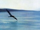 CHICK COREA**RETURN TO FOREVER (180 GRAM)**VINYL