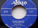 THE OPALS Oh but she did B/W My heart's desire DOOWOP R&B 45 on APOLLO 462-45 wA