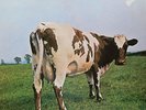 Pink Floyd, Atom Heart Mother, Vinyl LP