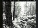 Behemoth - And the Forests Dream Eternally