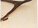 Wishbone Ash  Wishbone Ash Vinyl Record