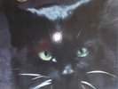 LP C.C. Catch ?– Catch The Catch.NEAR MINT,1st,cleaned, Hansa ?–  Germany 1986