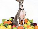 Excellent Italian Greyhound * by Shellac.