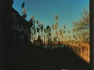 Ma Fleur [VINYL] Vinyl