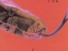 Killer by Alice Cooper.