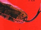 ALICE COOPER - KILLER - REISSUE LP VINYL NEW SEALED 2012 - 180 GRAM