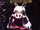 Primus ? Pork Soda  Vinyl LP Album   1993  ORIGINAL MINT LIKE NEW Germany