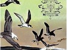 Bluffer's Guide To The Flight Deck [VINYL] Flotation Toy Warning Vinyl