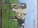 Pink Floyd Atom Heart Mother Vinyl Original Still In Wrapper 33rpm
