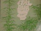 Augustus Pablo Ital Dub Trojan Records Vinyl LP