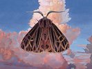 CHAIRLIFT-MOTH (LP)  VINYL LP NEW