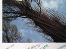 Toru Takemitsu Waterscape SIGNED + INSERT. RCA RED SEAL NEAR MINT Vinyl LP