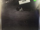 John Zorn - Naked City LP NEW reissue Bill Frisell