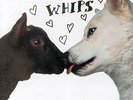 COACHWHIPS - BANGERS VS. FUCKERS NEW VINYL