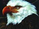 Mogwai - Hawk Is Howling [Vinyl New]