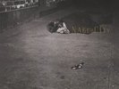 ZORN,JOHN-NAKED CITY  VINYL LP NEW