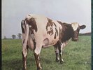 PINK FLOYD  1970 LP  ATOM HEART MOTHER  GERMAN