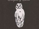 Trampled by Turtles - Palomino