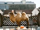 Wilco - The Album [Vinyl]