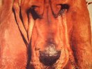 SEGALL, Ty - Goodbye Bread - Vinyl (LP)