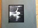 Laughing Hands ?– Dog Photos - Adhesive  ?– adhesive 2 - Vinyl -  Mint