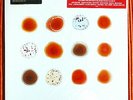 PETER GABRIEL-SCRATCH MY BACK AND I'LL SCRATCH YOURS 180g Audiophile 2LP  SEALED