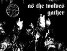 FORGOTTEN WOODS - as the wolves gather - LP 2007 - (No Colours Records)