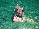 Joyce Manor: Cody LP