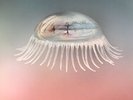 SANDOVAL, Hope/THE WARM INTENTIONS - Until The Hunter - Vinyl (2xLP)