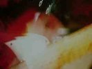 Dream Syndicate - Live At Raji's - Vinile - Usato