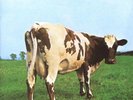 PINK FLOYD ATOM HEART MOTHER NEW SEALED 180G VINYL LP IN STOCK