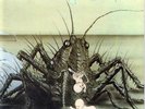 Birth Control - Operation Vinyl LP ohr/pilz NEW