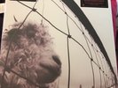 Pearl jam VS Vinyl