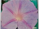 SHEFFIELD LAB: NEW BABY - DON RANDI & OUEST - DIRECT TO DISC