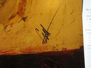 CONOR OBERST UPSIDE DOWN MOUNTAIN DOUBLE LP  SIGNED