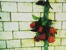 Variations On A Dream  VINYL LP NEW