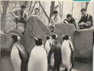 LES PINGOUINS