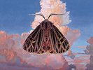 Chairlift - Moth Vinyl LP  NEW