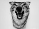 Love Story - Yelawolf 602537811533 (Vinyl Used Very Good)