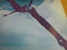 FREE - Self Titled Album -  Pink Island Label