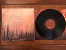 If These Trees Could Talk - Red Forest RARE Clear Black Mix /150 Jakob Mono