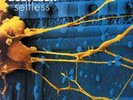 Godflesh: Selfless LP
