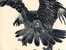 TUCKY BUZZARD - BUZZARD   (1973 UK VINYL LP PURPLE RECORDS)