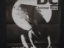 Ruts DC Animal Now Original 1981   German Tour Punk Concert Poster