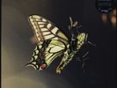 Amon Tobin - ISAM (2xLP)