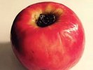 Ryan Adams - Prisoner - Sealed - Apple / Bong Cover - NO RESERVE - B&N Vinyl LP