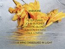 John Butcher / Peter Evans / Paul Lovens -A Wing Dissolved in Light- NEW LP